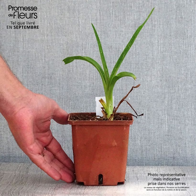 Amostra de Hemerocallis Poogie Vaso de 1 L/1,5 L tal como entregue no outono