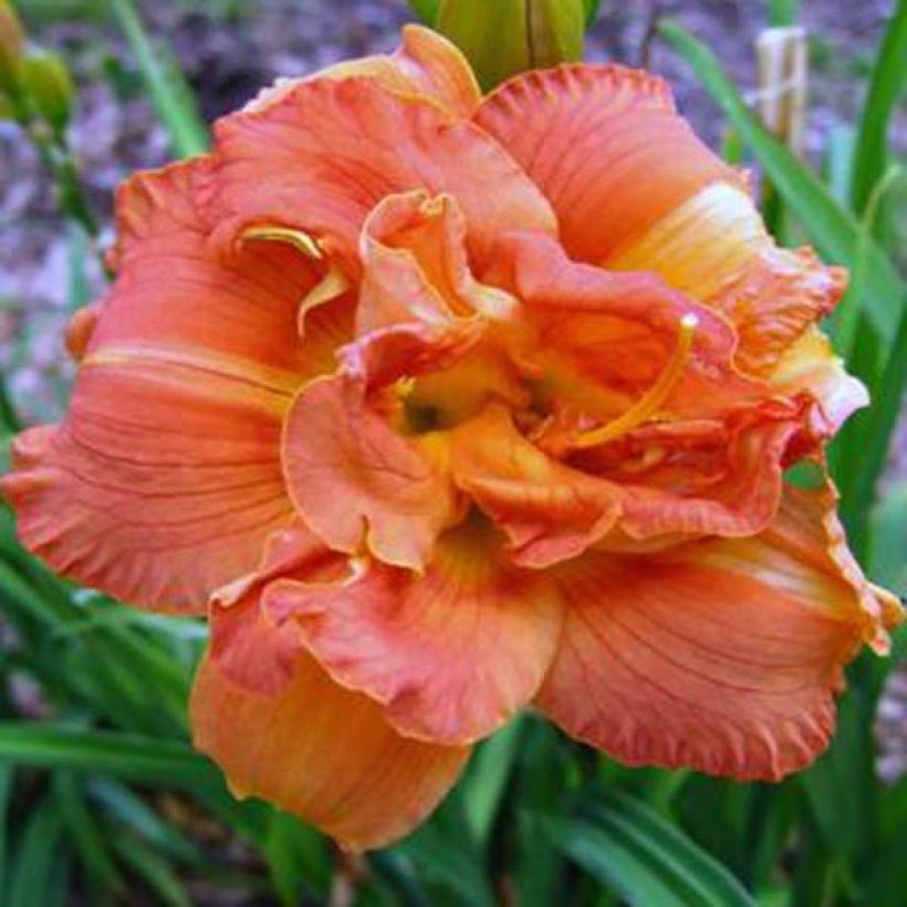 Hemerocallis Rose Corsage (Floração)