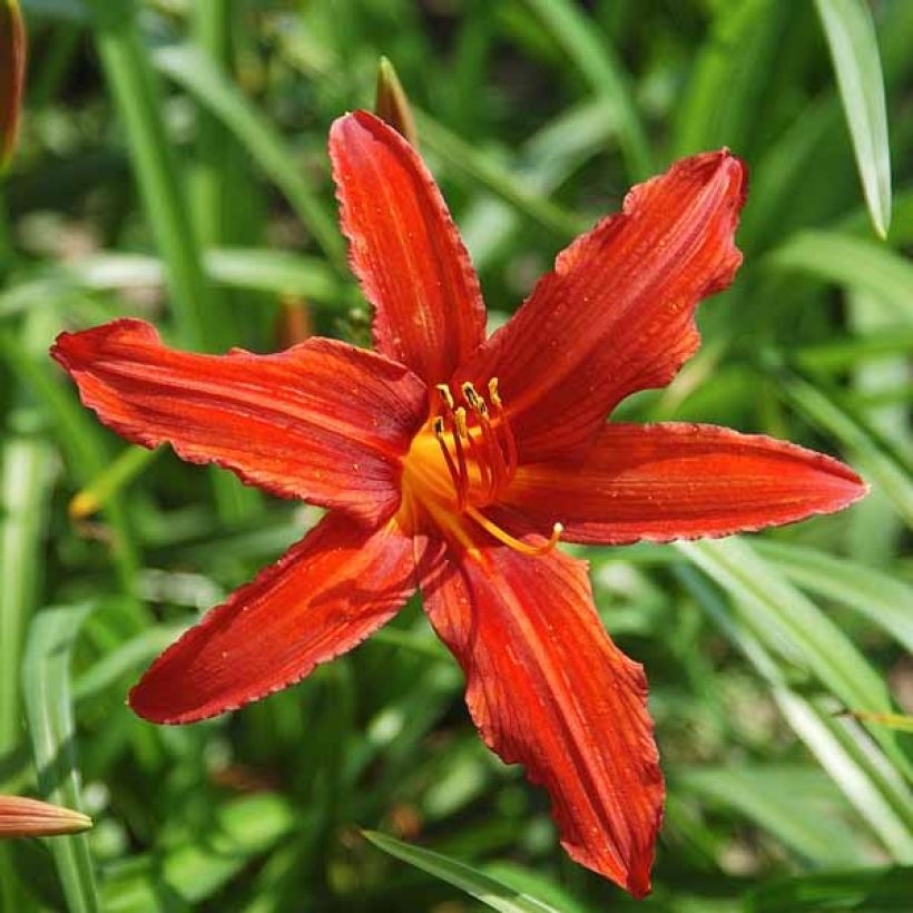 Hemerocallis Sammy Russell (Floração)