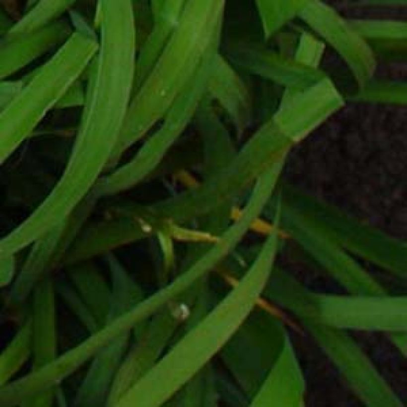 Iris sibirica Moon Silk (Folhagem)