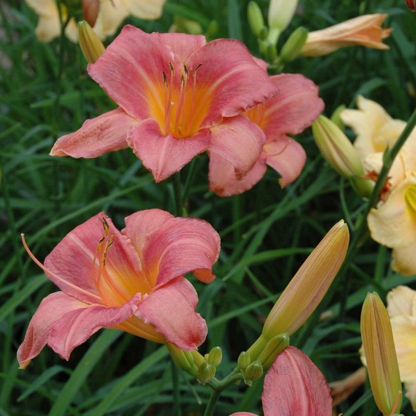 Hemerocallis Strawberry Swirl (Floração)