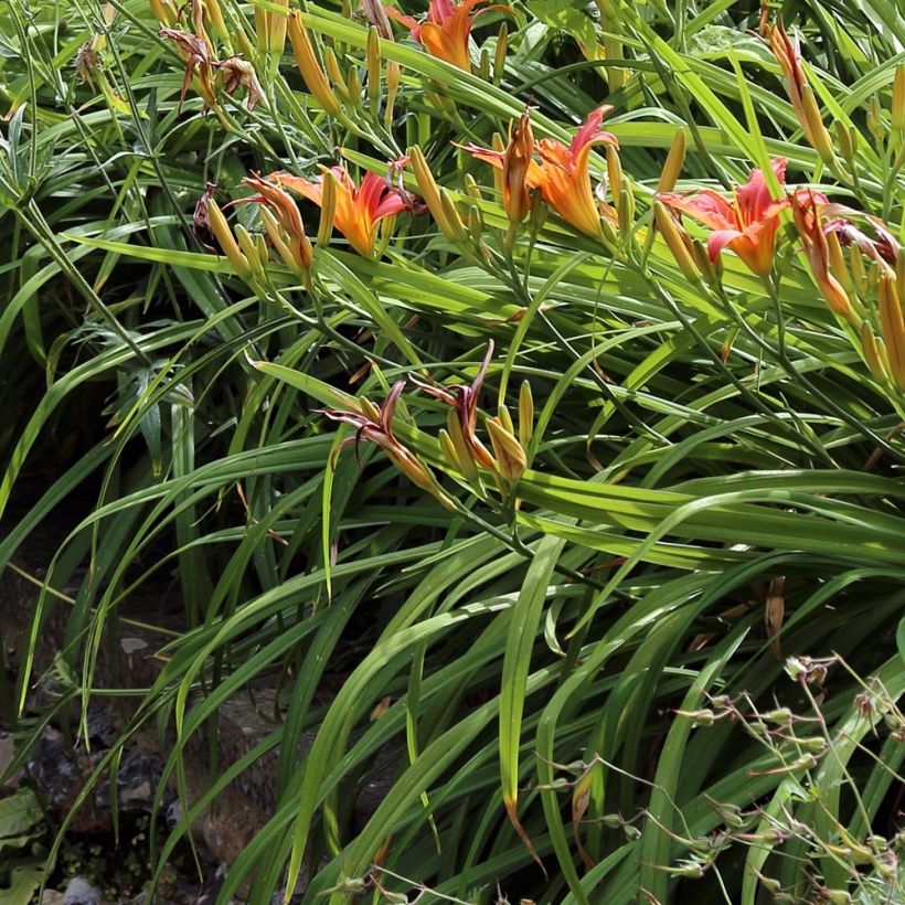 Hemerocallis fulva (Folhagem)