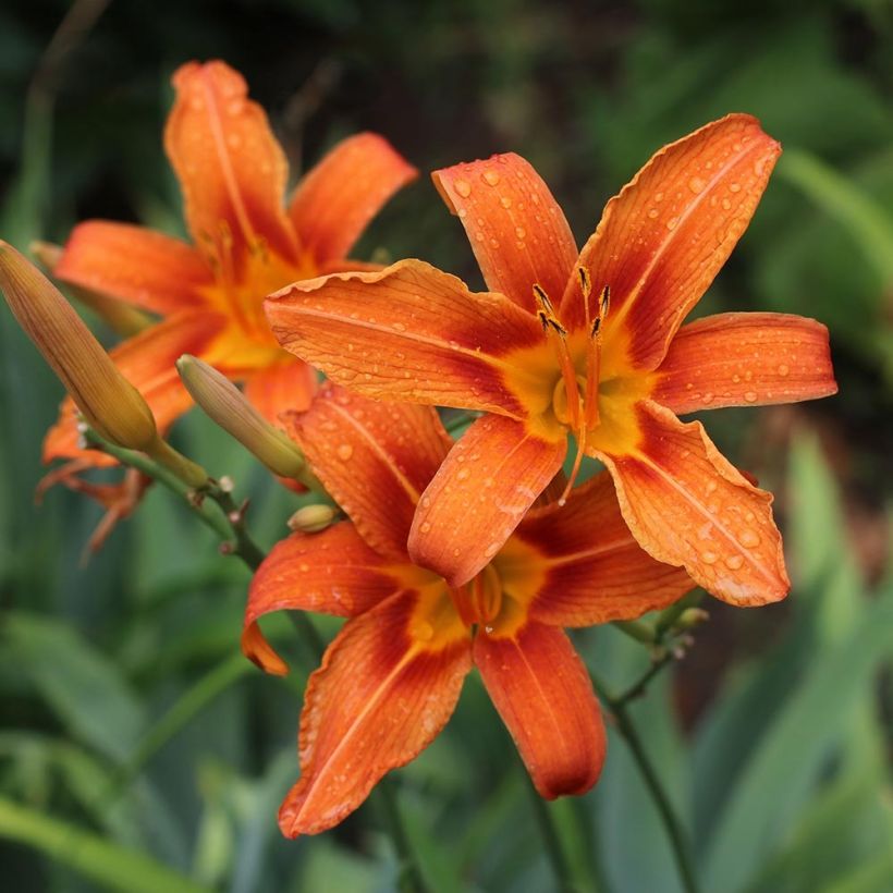 Hemerocallis fulva (Floração)