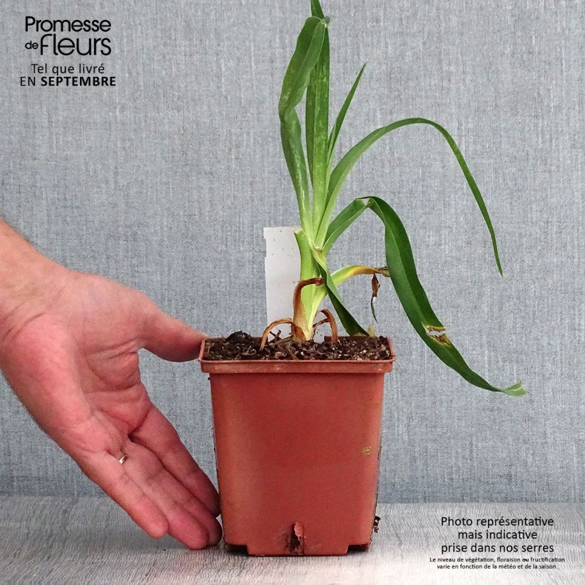 Amostra de Hemerocallis Startle Vaso de 1 L/1,5 L tal como entregue no outono