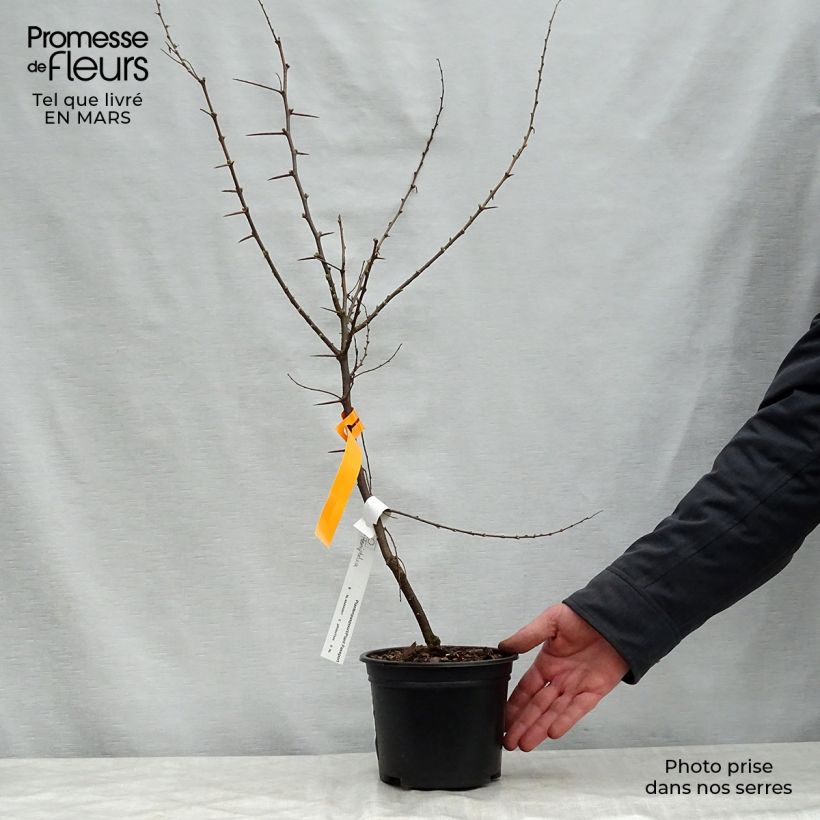 Amostra de Hemiptelea davidii - Orme chinois épineux Pot de 2L/3L tal como entregue na primavera