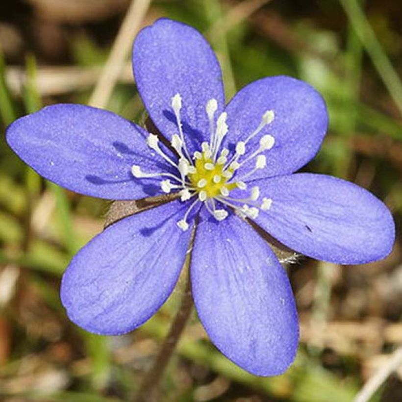 Hepatica nobilis Rosea (Floração)