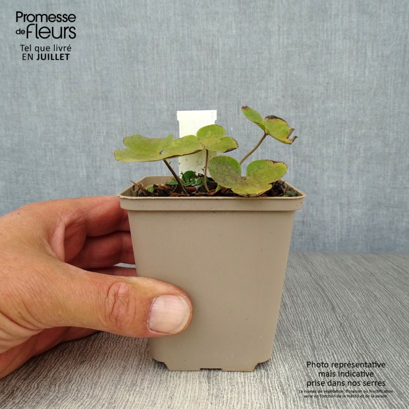 Amostra de Hepatica nobilis Vaso de 8/9 cm tal como entregue no verão