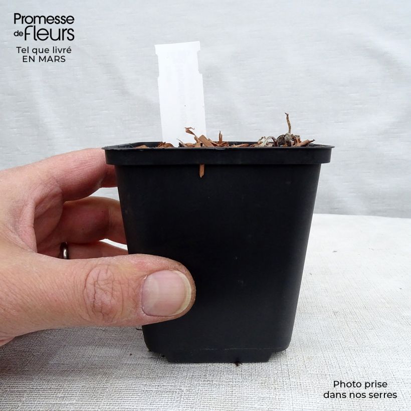 Amostra de Hepatica nobilis - Anémone Hépatique Vaso de 8/9 cm tal como entregue no inverno