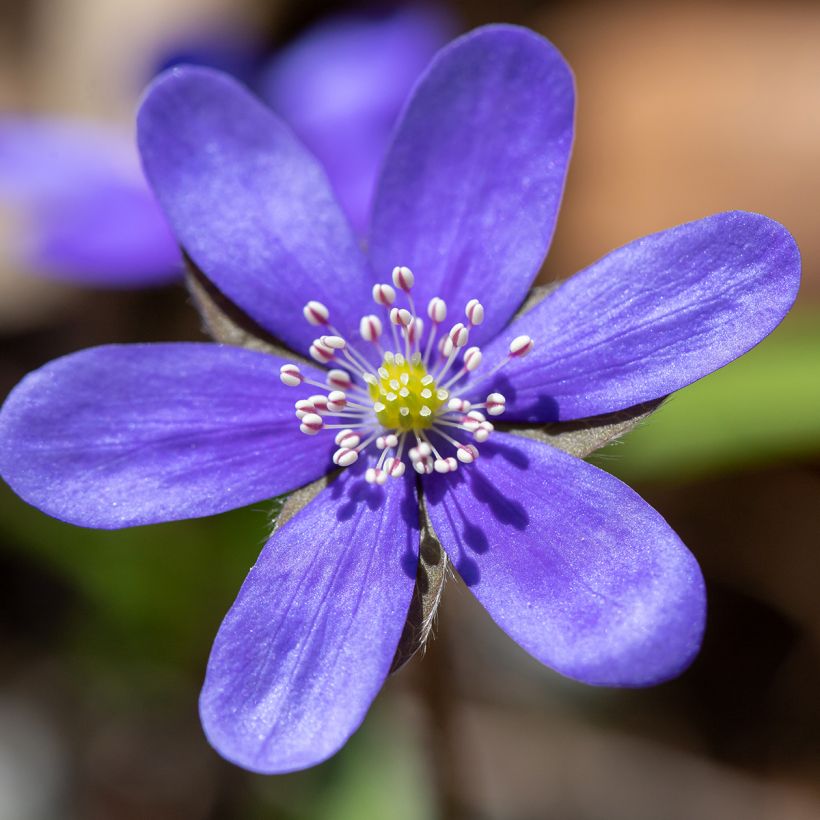 Hepatica nobilis (Floração)