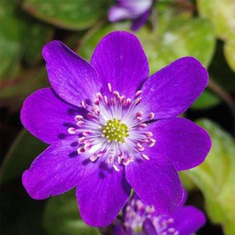 Hepatica nobilis Purple Forest (Floração)