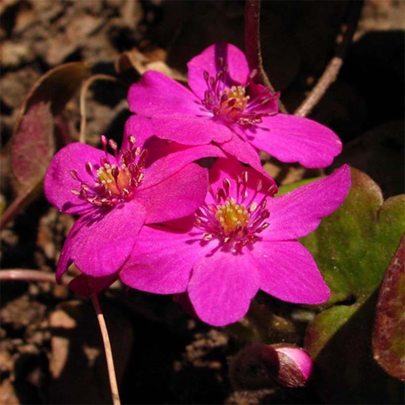 Hepatica nobilis Red Forest (Floração)