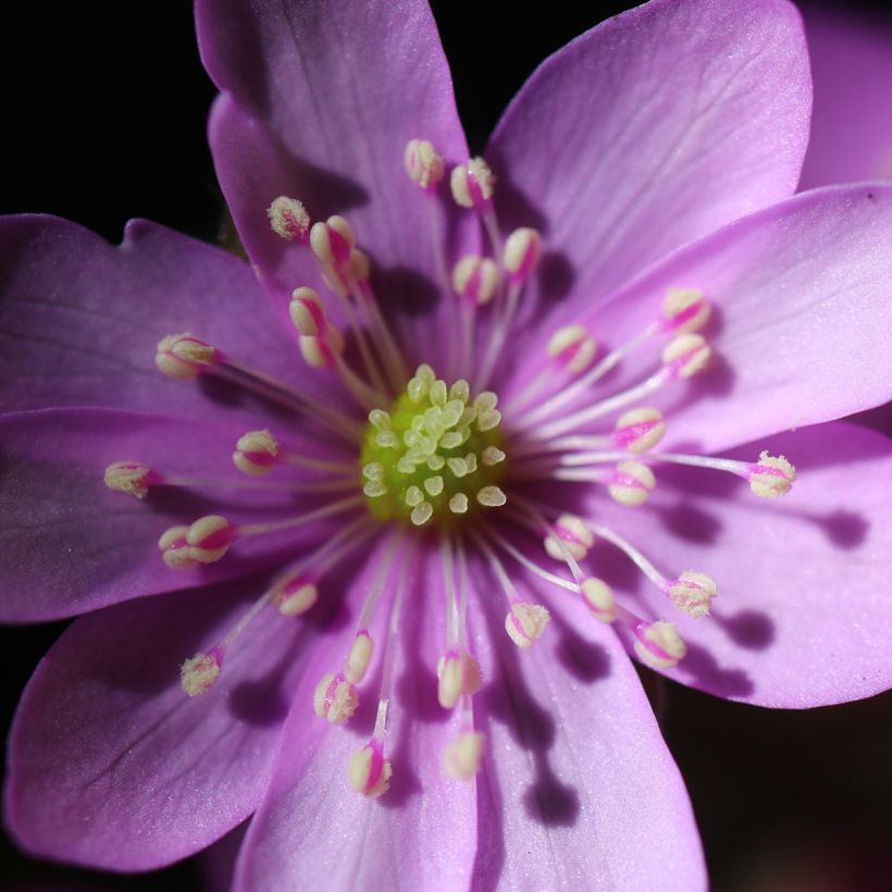 Hepatica nobilis Rosea (Floração)