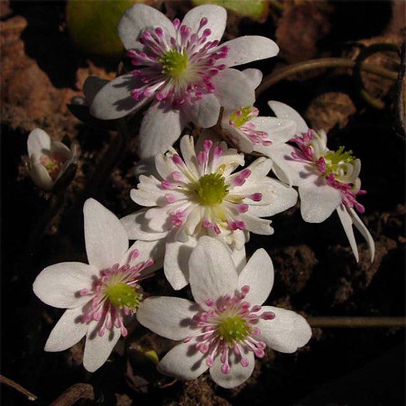 Hepatica nobilis White Forest (Floração)