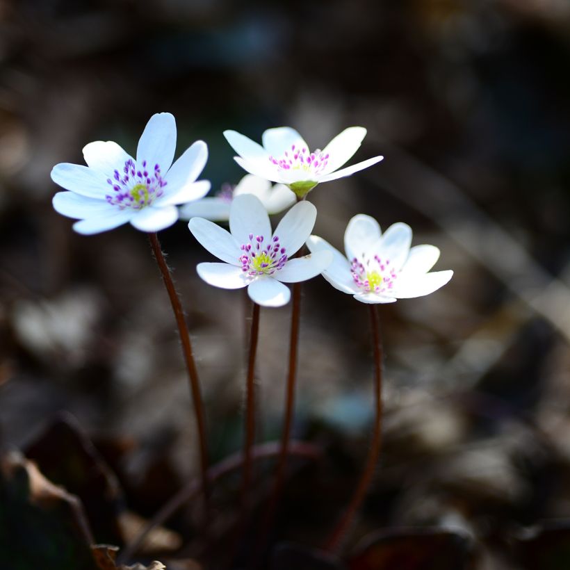 Hepatica nobilis White Forest (Hábito)