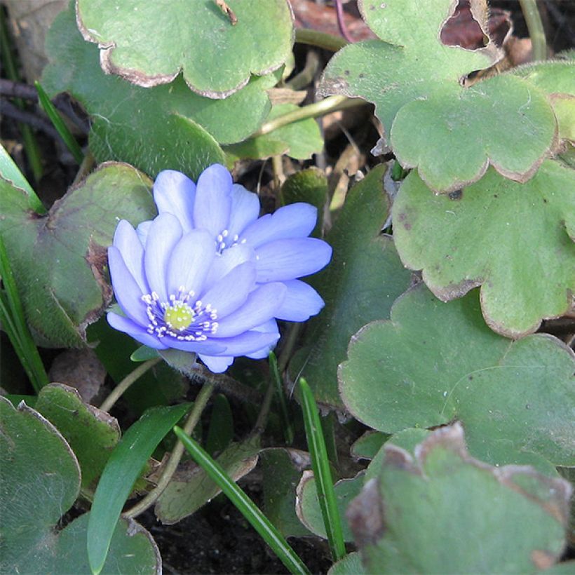 Hepatica transsilvanica De Buis (Folhagem)
