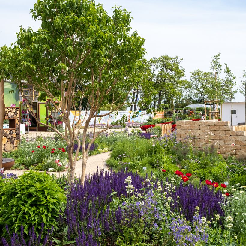 Heptacodium miconioides Temple of Bloom (Hábito)