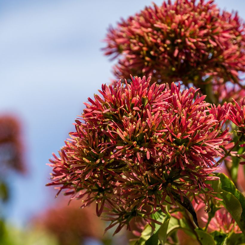 Heptacodium miconioides Temple of Bloom (Floração)