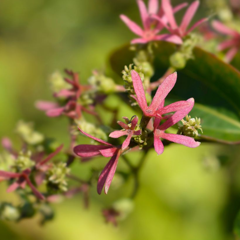 Heptacodium miconioides Tianshan (Floração)