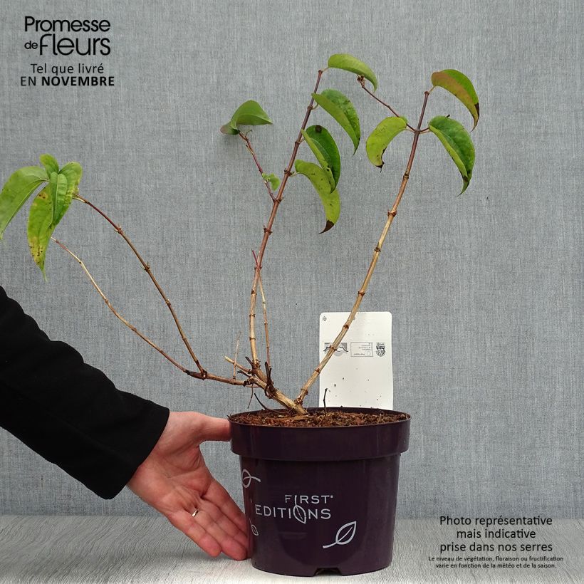 Amostra de Heptacodium miconioides Tianshan Vaso de 3 L/4 L tal como entregue no outono
