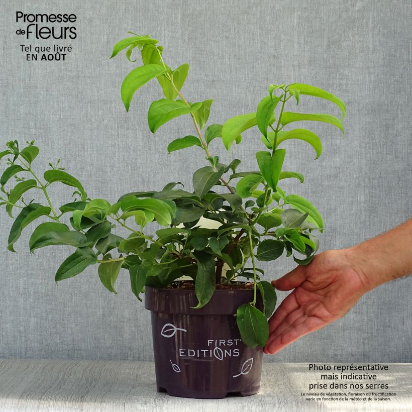 Amostra de Heptacodium miconioides Tianshan Vaso de 3 L/4 L tal como entregue no verão