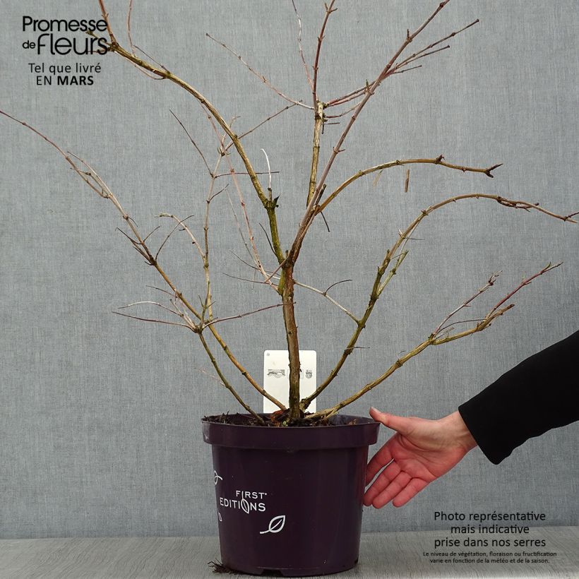 Amostra de Heptacodium miconioides Tianshan - Arbre aux 7 fleurs Vaso de 7,5 L/10 L tal como entregue no inverno
