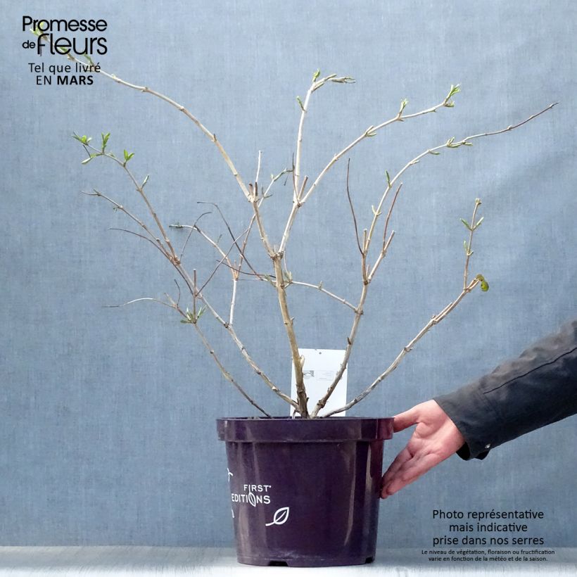 Amostra de Heptacodium miconioides Tianshan Vaso de 7,5 L/10 L tal como entregue na primavera