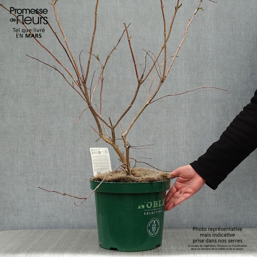 Amostra de Heptacodium miconioides Vaso de 7,5 L/10 L tal como entregue no inverno