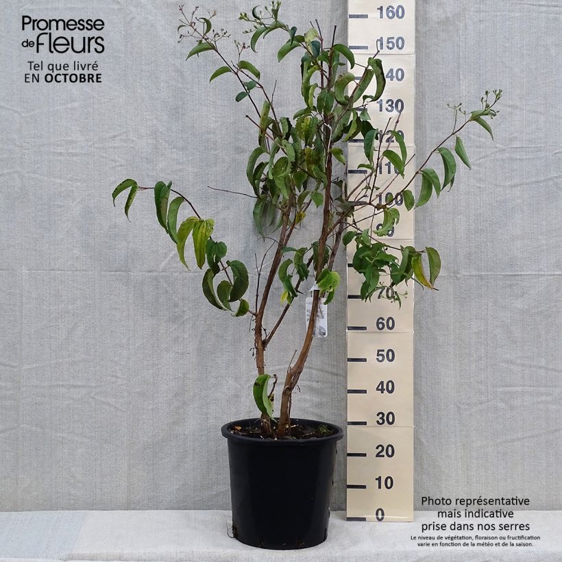 Amostra de Heptacodium miconioides Vaso de 20 L/25 L tal como entregue no outono