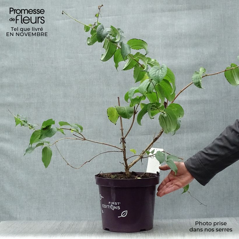Amostra de Heptacodium miconioides Vaso de 3 L/4 L tal como entregue no outono