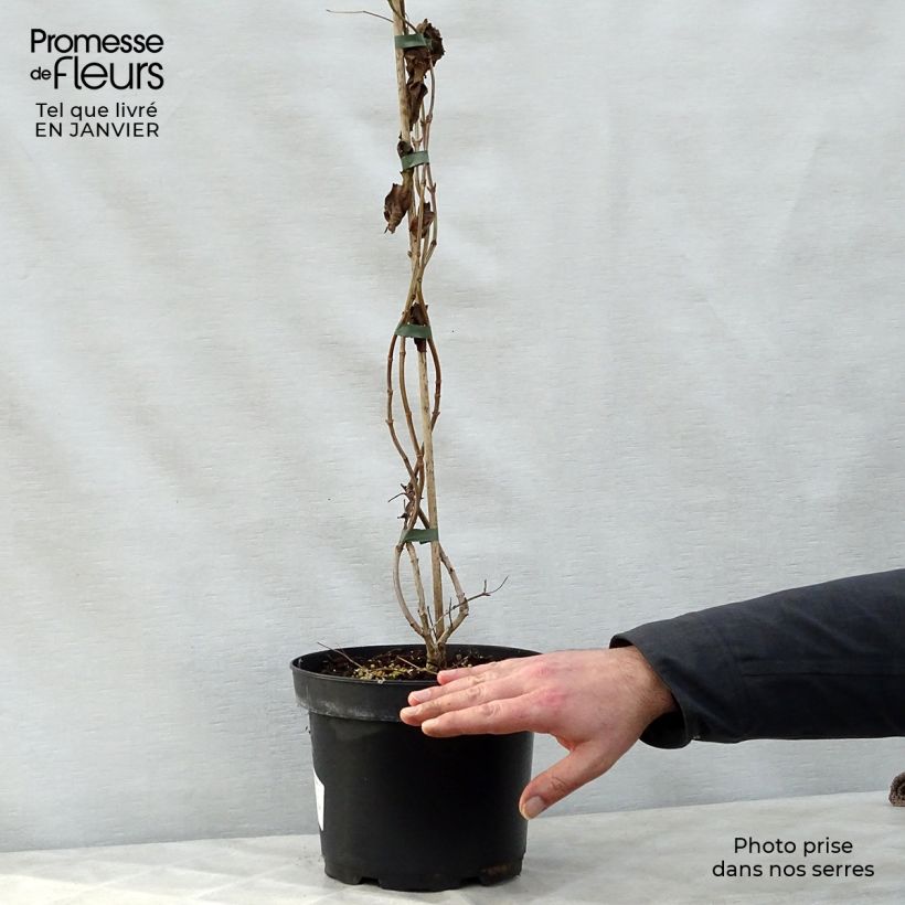 Amostra de Heptacodium miconioides Vaso de 3 L/4 L tal como entregue no inverno