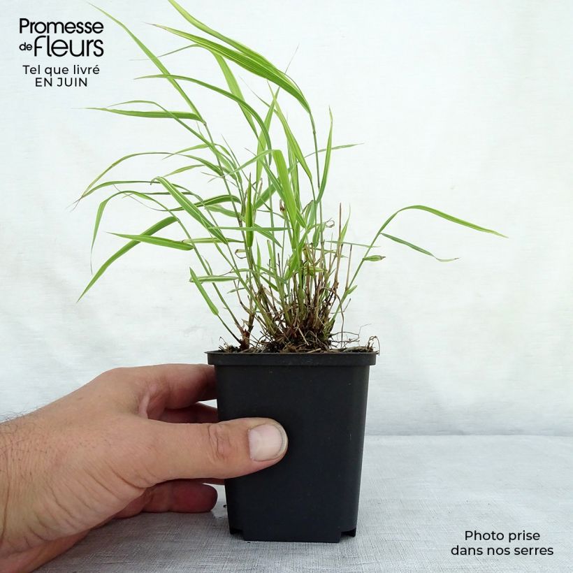 Amostra de Hakonechloa macra Albostriata Vaso de 8/9 cm tal como entregue no verão