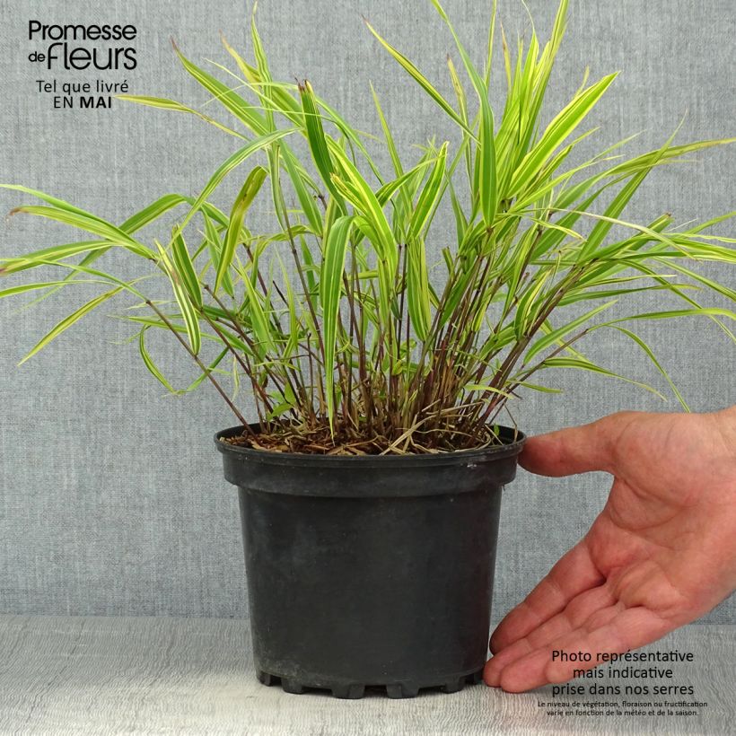 Amostra de Hakonechloa macra Albostriata Vaso de 2 L/3 L tal como entregue na primavera