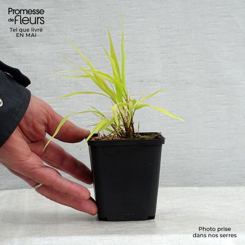 Amostra de Hakonechloa macra All Gold Vaso de 8/9 cm tal como entregue na primavera