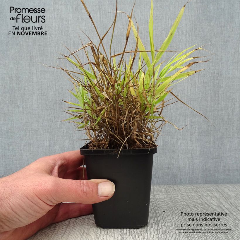Amostra de Hakonechloa macra All Gold Vaso de 8/9 cm tal como entregue no outono