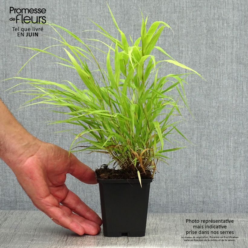 Amostra de Hakonechloa macra All Gold Vaso de 8/9 cm tal como entregue no verão