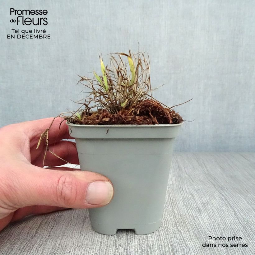 Amostra de Hakonechloa macra All Gold Vaso de 8/9 cm tal como entregue no inverno