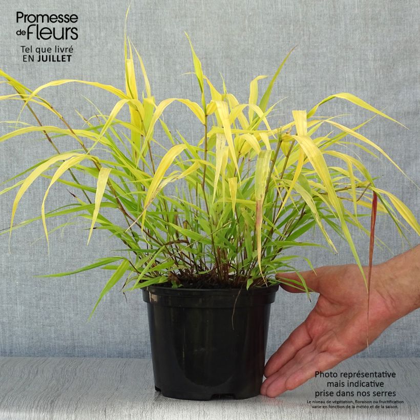 Amostra de Hakonechloa macra All Gold Vaso de 2 L/3 L tal como entregue no verão