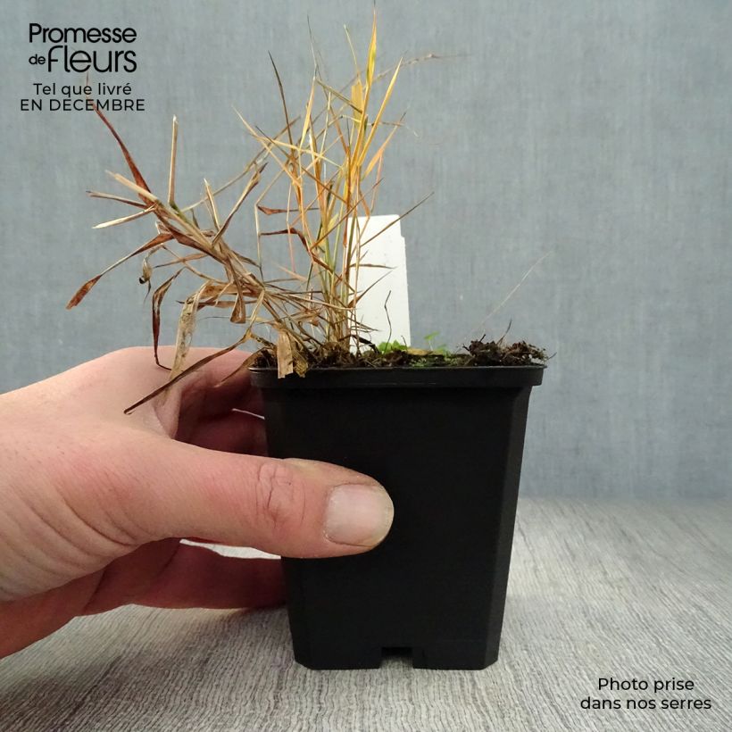 Amostra de Hakonechloa macra Nicolas Vaso de 8/9 cm tal como entregue no inverno