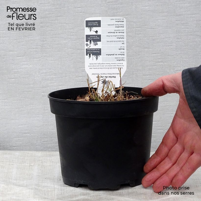 Amostra de Hakonechloa macra Nicolas Vaso de 2 L/3 L tal como entregue no inverno