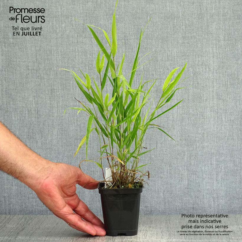 Amostra de Hakonechloa macra Vaso de 8/9 cm tal como entregue no verão