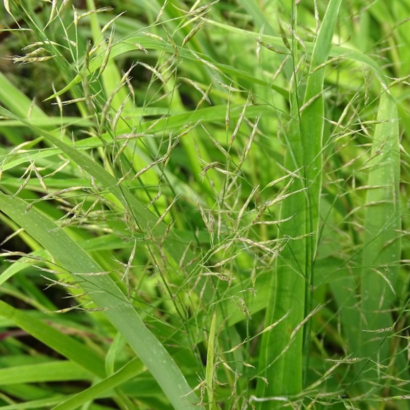 Hakonechloa macra (Floração)