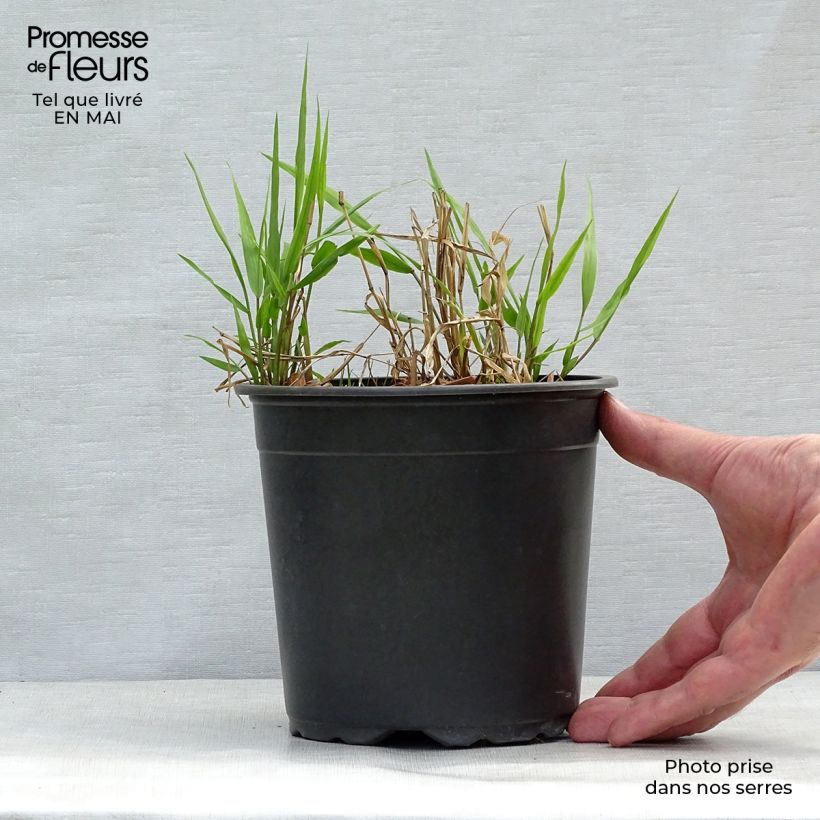 Amostra de Hakonechloa macra Vaso de 2 L/3 L tal como entregue na primavera