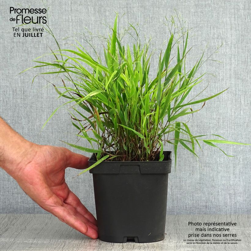 Amostra de Hakonechloa macra Vaso de 2 L/3 L tal como entregue no verão