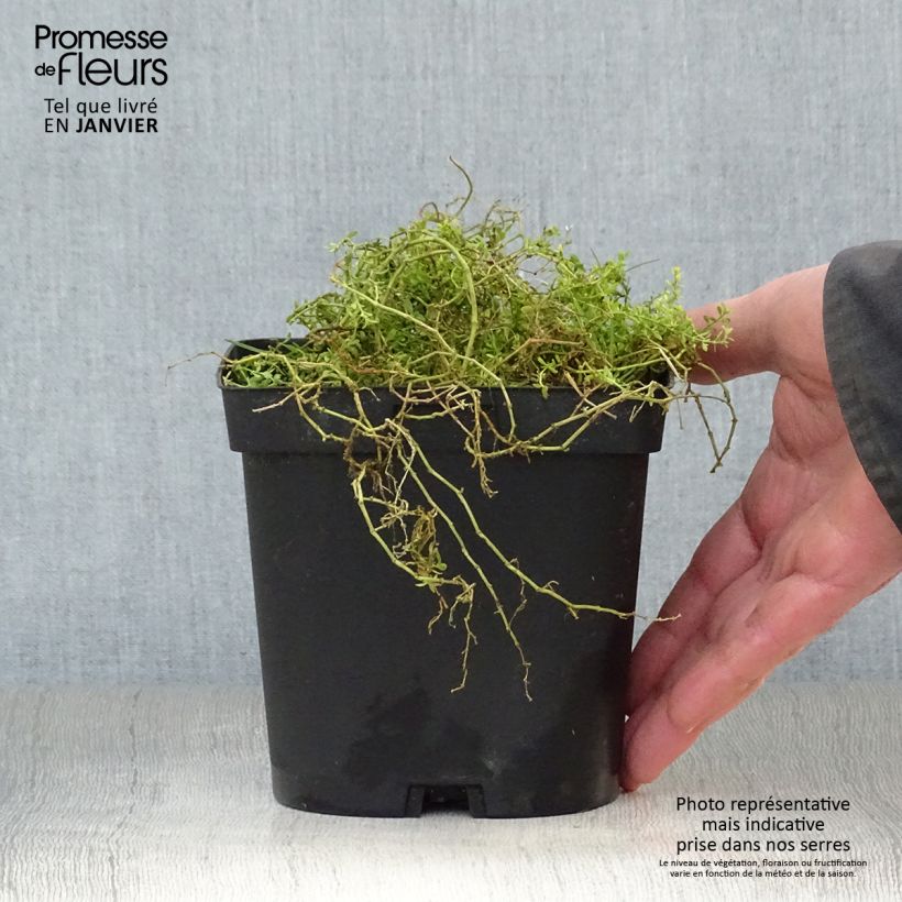 Amostra de Herniaria glabra Vaso de 2 L/3 L tal como entregue no inverno