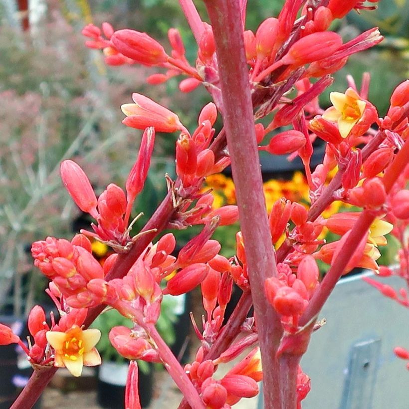 Hesperaloe parviflora (Floração)