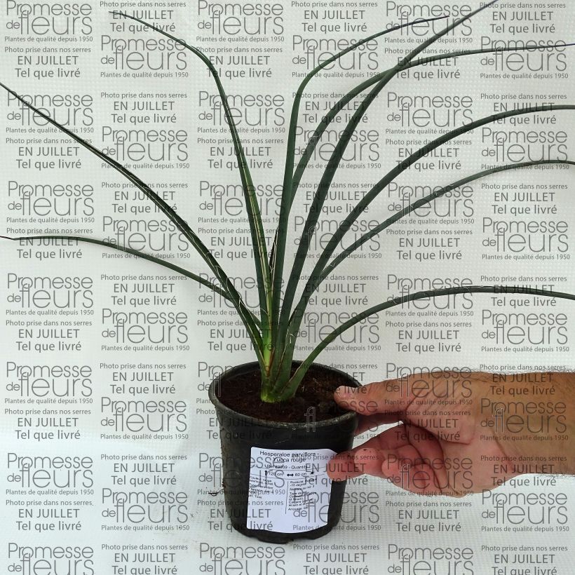 Amostra de Hesperaloe parviflora Vaso de 7,5 L/10 L tal como entregue no verão