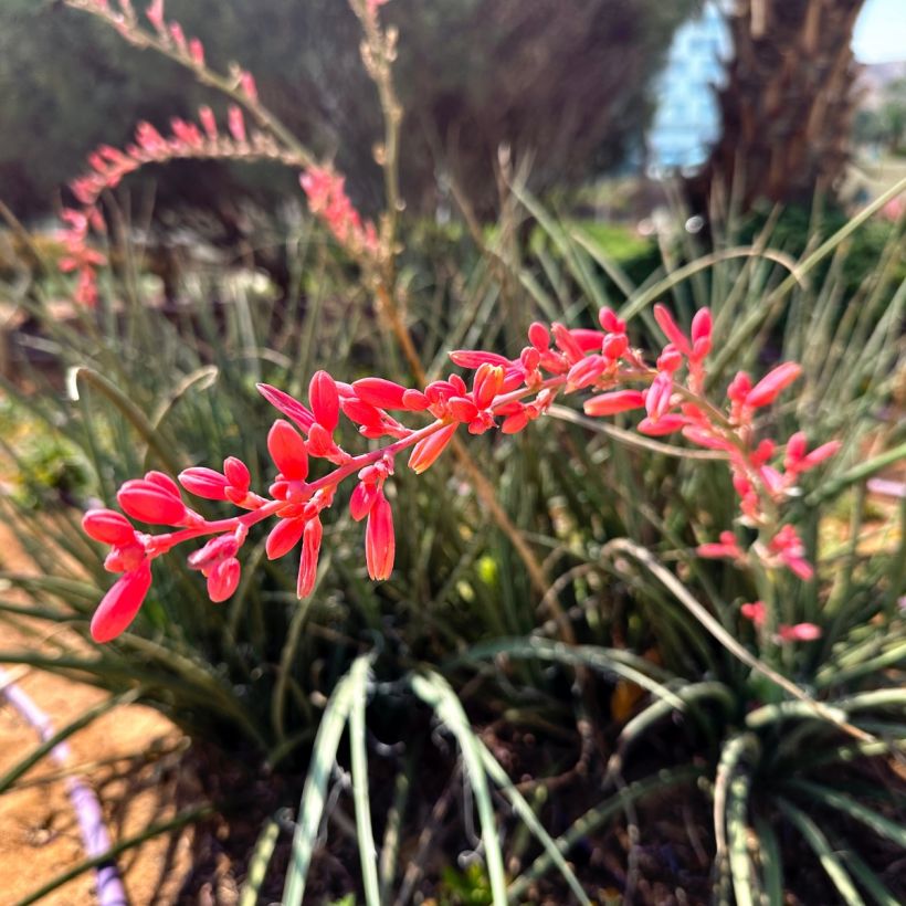 Hesperaloe parviflora Arizona Sunrise (Floração)
