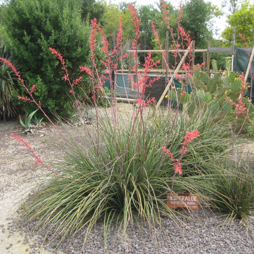 Hesperaloe parviflora Rubra (Hábito)