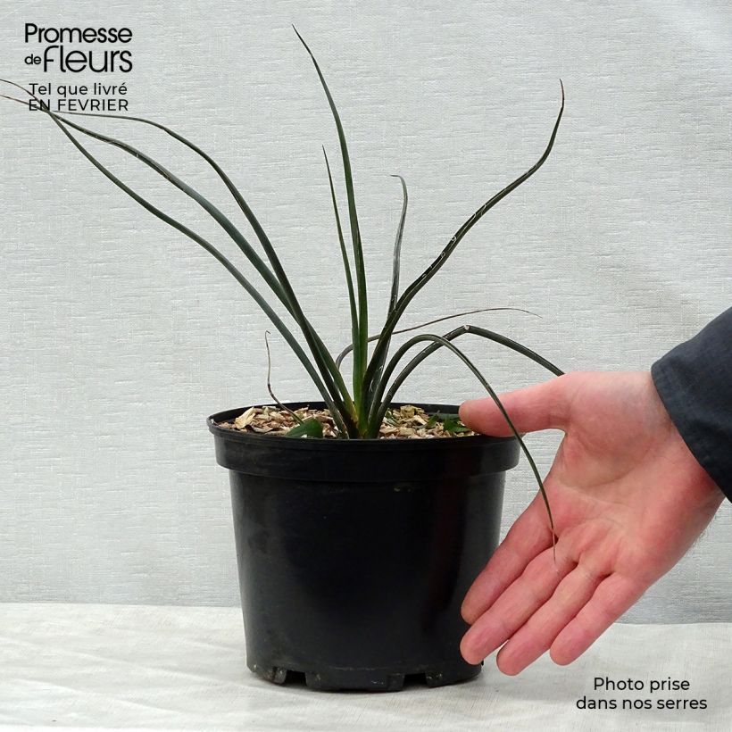 Amostra de Hesperaloe parviflora Rubra - Yucca Rouge. Vaso de 2 L/3 L tal como entregue no inverno