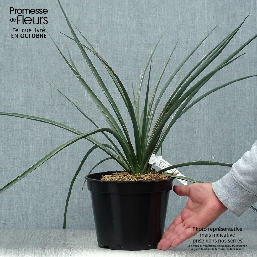 Amostra de Hesperaloe parviflora Rubra Vaso de 2 L/3 L tal como entregue no outono